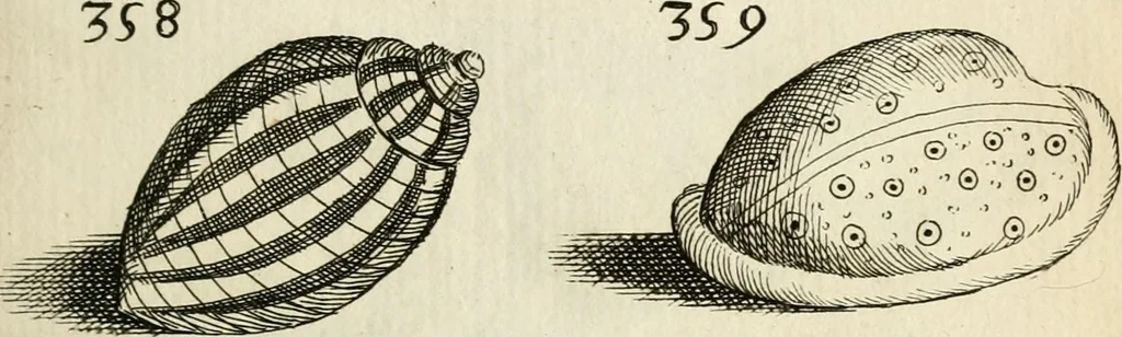 An illustration from Recreatio mentis, et oculi in observatione animalium testaceorum Italico sermone primum proposita ... nunc ... Latine oblata centum additis testaceorum iconibus .., 1684, leaf 549