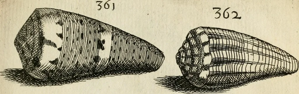 An illustration from Recreatio mentis, et oculi in observatione animalium testaceorum Italico sermone primum proposita ... nunc ... Latine oblata centum additis testaceorum iconibus .., 1684, leaf 551
