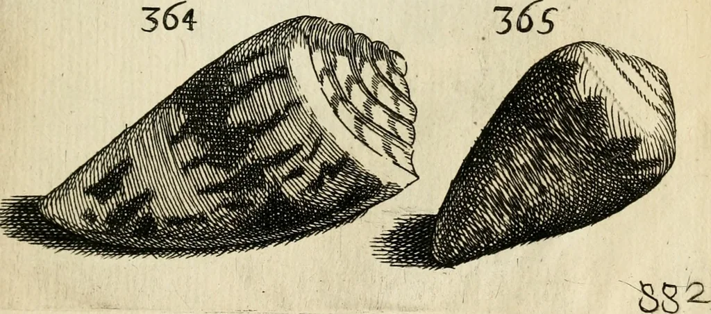 An illustration from Recreatio mentis, et oculi in observatione animalium testaceorum Italico sermone primum proposita ... nunc ... Latine oblata centum additis testaceorum iconibus .., 1684, leaf 551