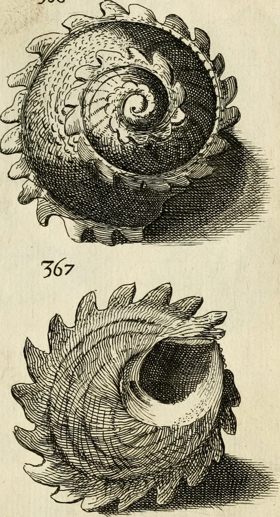 An illustration from Recreatio mentis, et oculi in observatione animalium testaceorum Italico sermone primum proposita ... nunc ... Latine oblata centum additis testaceorum iconibus .., 1684, leaf 553