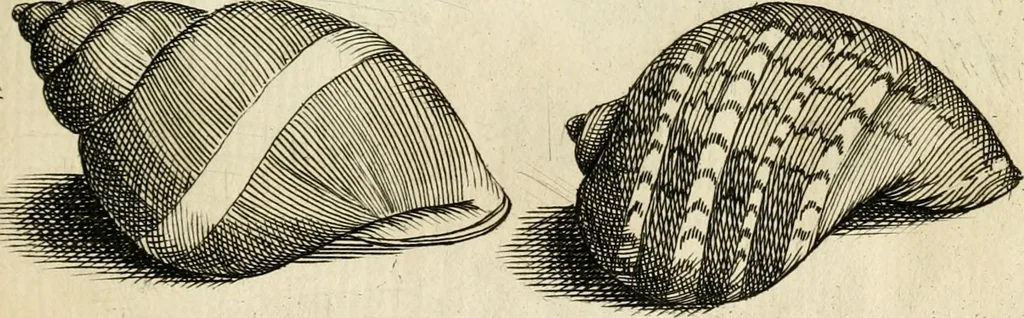 An illustration from Recreatio mentis, et oculi in observatione animalium testaceorum Italico sermone primum proposita ... nunc ... Latine oblata centum additis testaceorum iconibus .., 1684, leaf 555