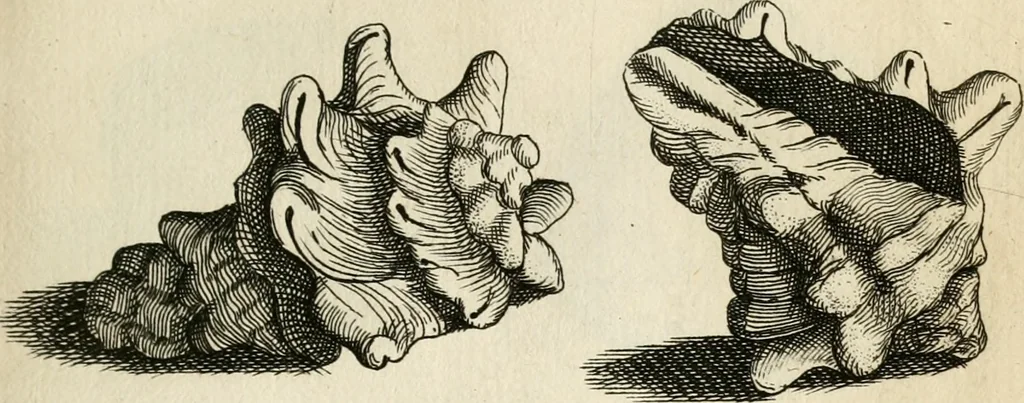 An illustration from Recreatio mentis, et oculi in observatione animalium testaceorum Italico sermone primum proposita ... nunc ... Latine oblata centum additis testaceorum iconibus .., 1684, leaf 557