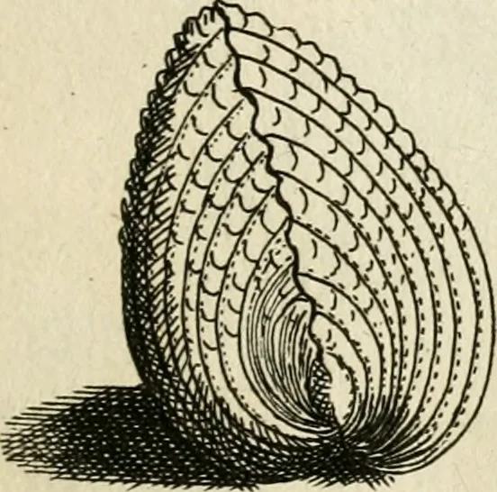 An illustration from Recreatio mentis, et oculi in observatione animalium testaceorum Italico sermone primum proposita ... nunc ... Latine oblata centum additis testaceorum iconibus .., 1684, leaf 557