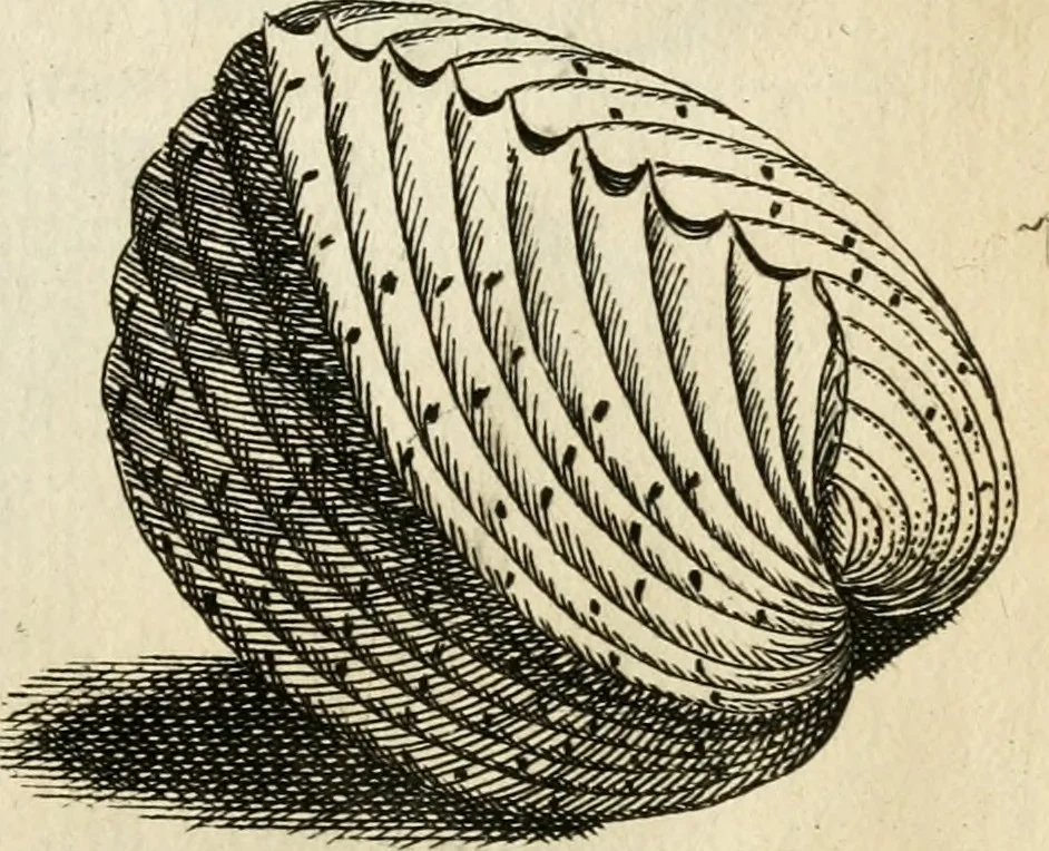 An illustration from Recreatio mentis, et oculi in observatione animalium testaceorum Italico sermone primum proposita ... nunc ... Latine oblata centum additis testaceorum iconibus .., 1684, leaf 557