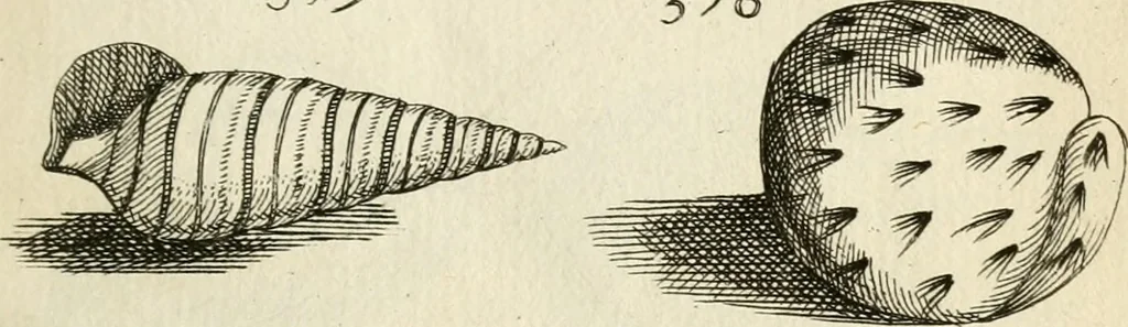 An illustration from Recreatio mentis, et oculi in observatione animalium testaceorum Italico sermone primum proposita ... nunc ... Latine oblata centum additis testaceorum iconibus .., 1684, leaf 559
