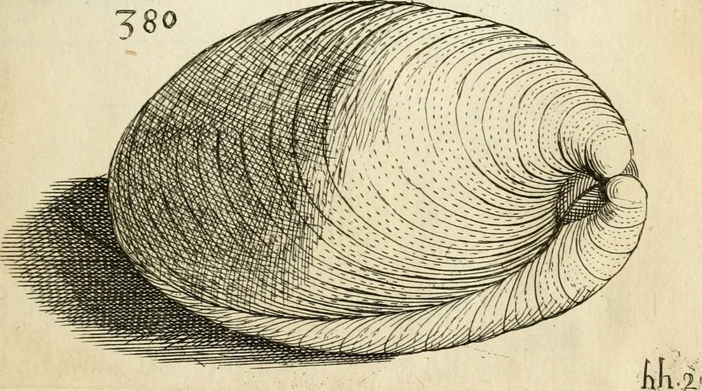 An illustration from Recreatio mentis, et oculi in observatione animalium testaceorum Italico sermone primum proposita ... nunc ... Latine oblata centum additis testaceorum iconibus .., 1684, leaf 559