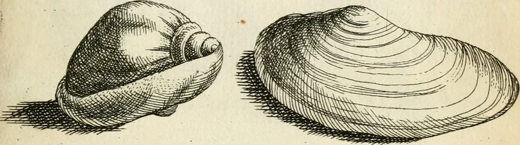 An illustration from Recreatio mentis, et oculi in observatione animalium testaceorum Italico sermone primum proposita ... nunc ... Latine oblata centum additis testaceorum iconibus .., 1684, leaf 561