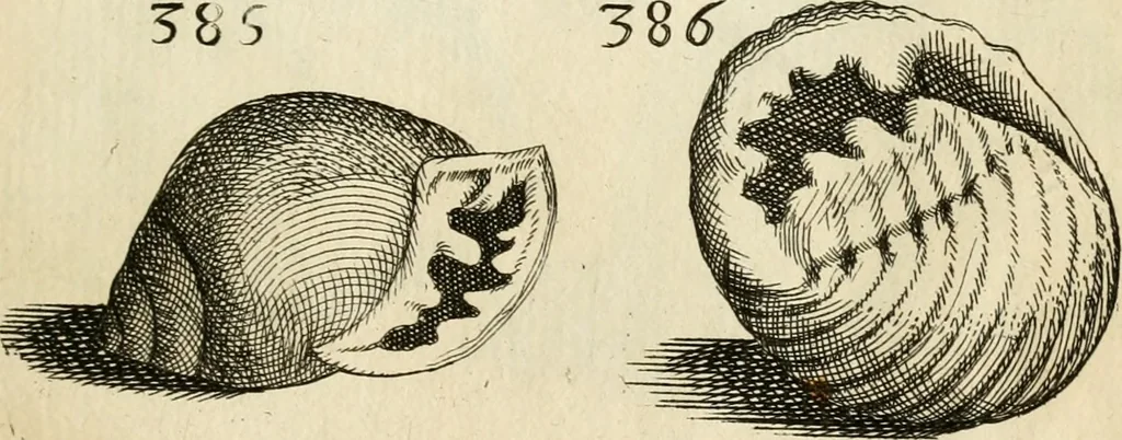 An illustration from Recreatio mentis, et oculi in observatione animalium testaceorum Italico sermone primum proposita ... nunc ... Latine oblata centum additis testaceorum iconibus .., 1684, leaf 561
