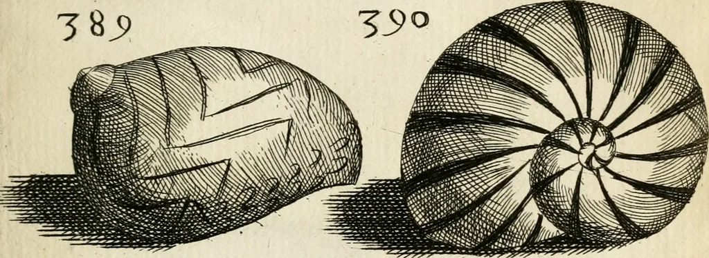 An illustration from Recreatio mentis, et oculi in observatione animalium testaceorum Italico sermone primum proposita ... nunc ... Latine oblata centum additis testaceorum iconibus .., 1684, leaf 563