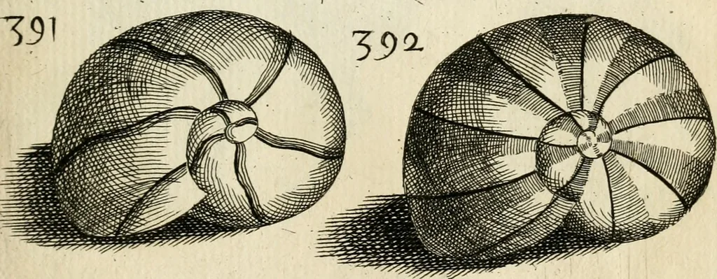 An illustration from Recreatio mentis, et oculi in observatione animalium testaceorum Italico sermone primum proposita ... nunc ... Latine oblata centum additis testaceorum iconibus .., 1684, leaf 563