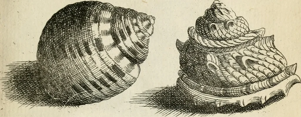 An illustration from Recreatio mentis, et oculi in observatione animalium testaceorum Italico sermone primum proposita ... nunc ... Latine oblata centum additis testaceorum iconibus .., 1684, leaf 565