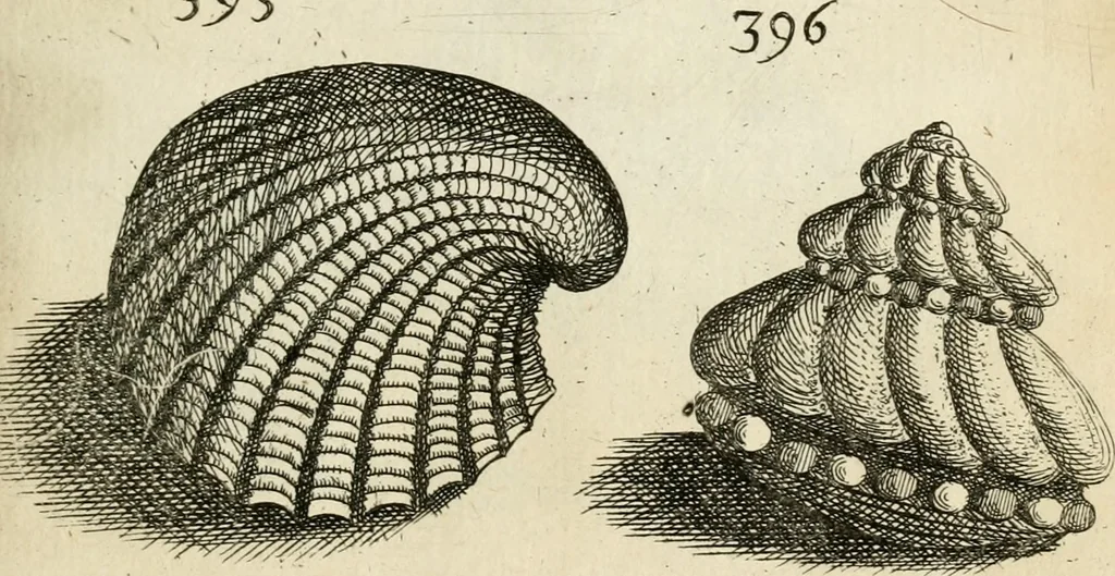 An illustration from Recreatio mentis, et oculi in observatione animalium testaceorum Italico sermone primum proposita ... nunc ... Latine oblata centum additis testaceorum iconibus .., 1684, leaf 565