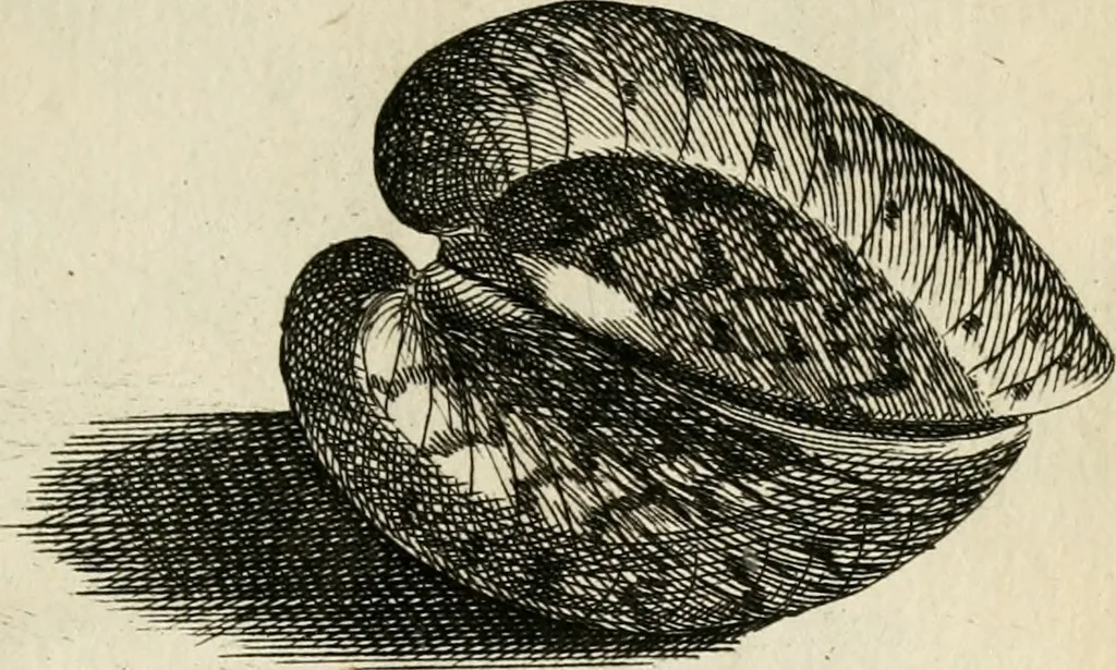 An illustration from Recreatio mentis, et oculi in observatione animalium testaceorum Italico sermone primum proposita ... nunc ... Latine oblata centum additis testaceorum iconibus .., 1684, leaf 567