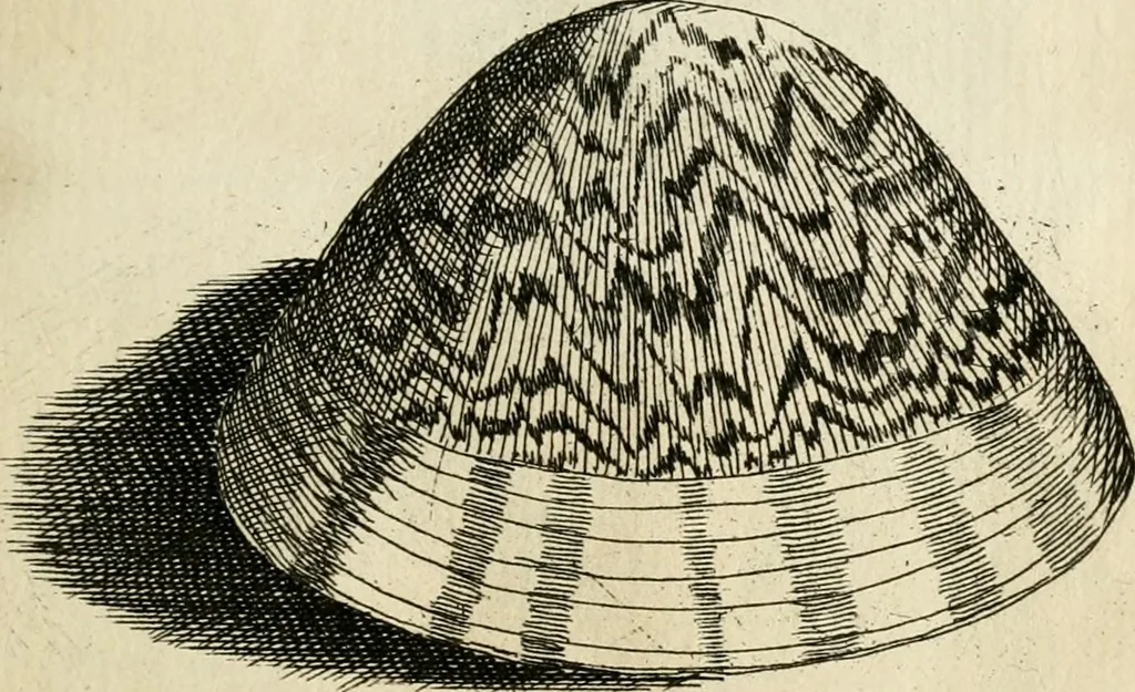 An illustration from Recreatio mentis, et oculi in observatione animalium testaceorum Italico sermone primum proposita ... nunc ... Latine oblata centum additis testaceorum iconibus .., 1684, leaf 567