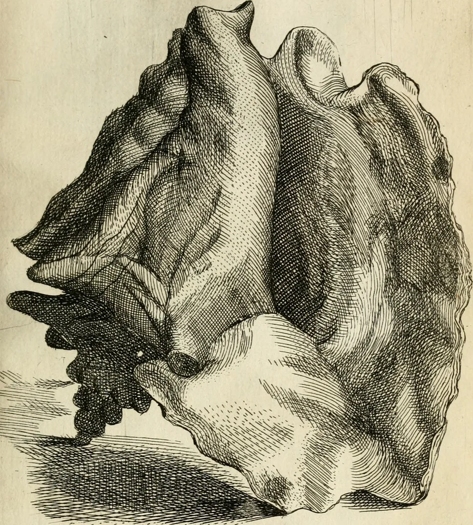 An illustration from Recreatio mentis, et oculi in observatione animalium testaceorum Italico sermone primum proposita ... nunc ... Latine oblata centum additis testaceorum iconibus .., 1684, leaf 573