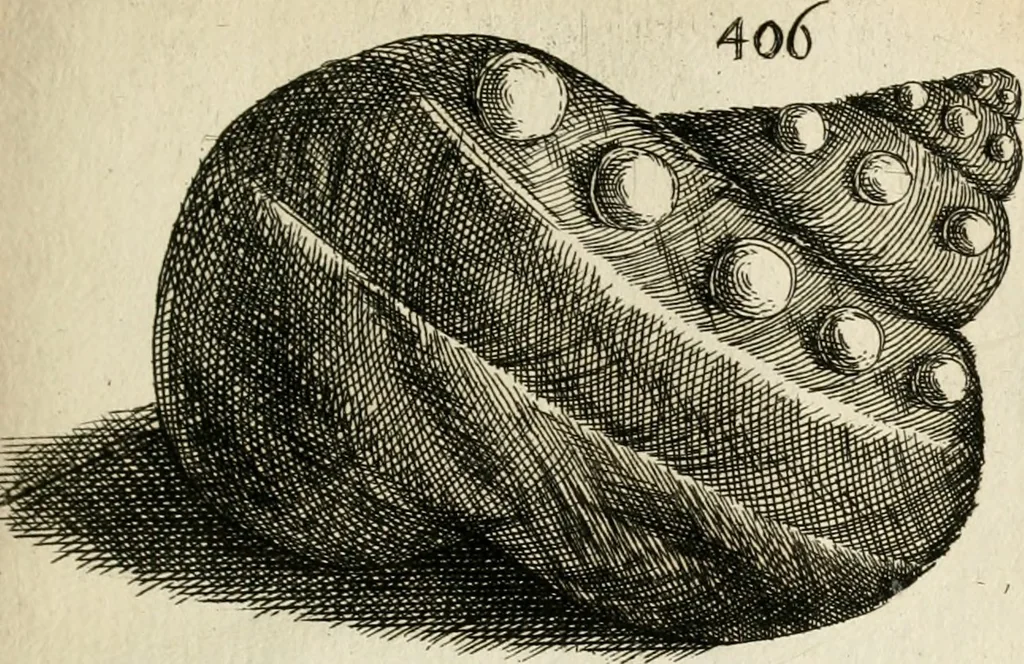 An illustration from Recreatio mentis, et oculi in observatione animalium testaceorum Italico sermone primum proposita ... nunc ... Latine oblata centum additis testaceorum iconibus .., 1684, leaf 575