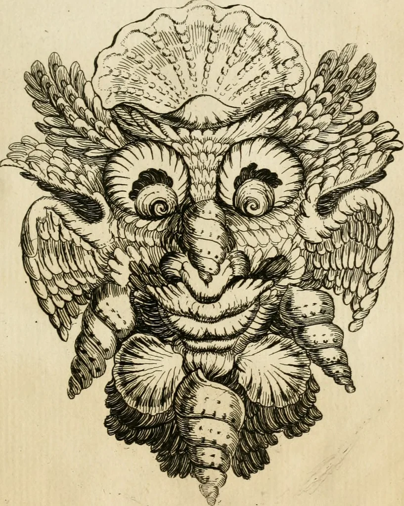 An illustration from Recreatio mentis, et oculi in observatione animalium testaceorum Italico sermone primum proposita ... nunc ... Latine oblata centum additis testaceorum iconibus .., 1684, leaf 585