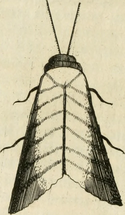 An illustration from Recreatio mentis, et oculi in observatione animalium testaceorum Italico sermone primum proposita ... nunc ... Latine oblata centum additis testaceorum iconibus .., 1684, leaf 59