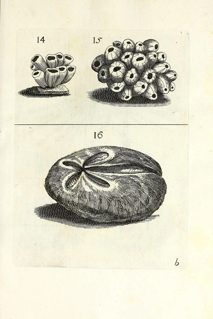 An illustration from Recreatio mentis et oculi in obseruatione animalium testaceorum curiosis naturae inspectoribus, 1684, leaf 329