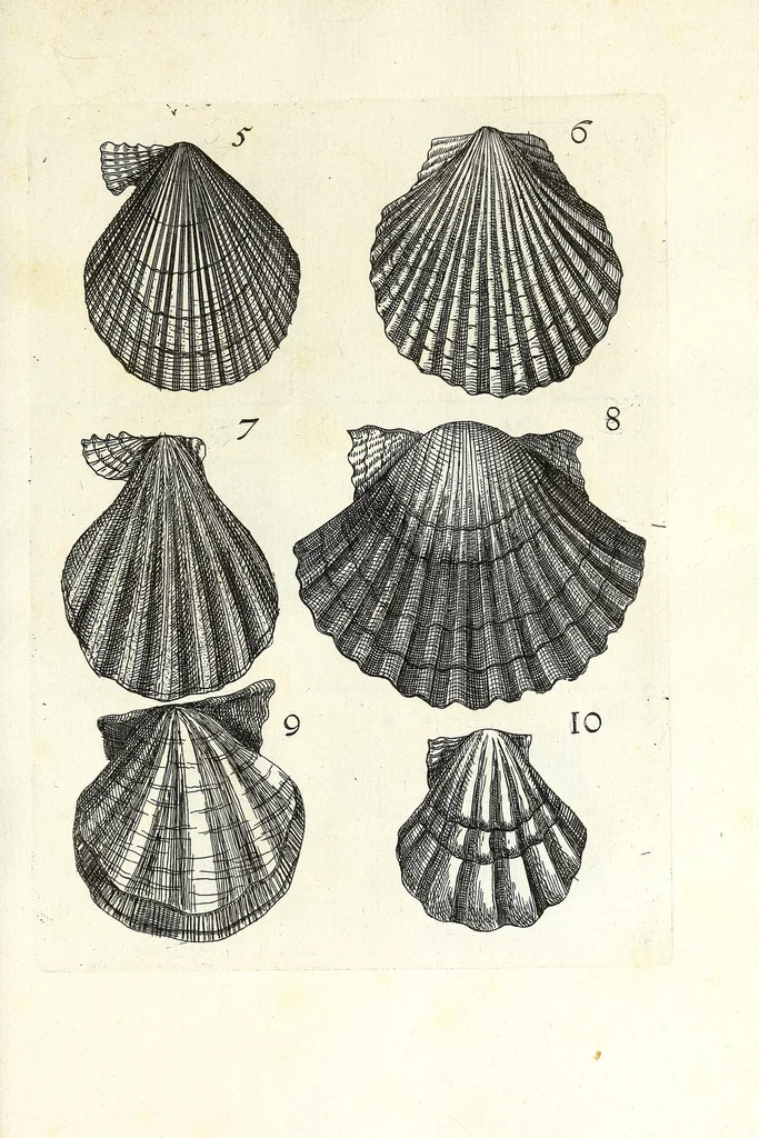 An illustration from Recreatio mentis et oculi in obseruatione animalium testaceorum curiosis naturae inspectoribus, 1684, leaf 341