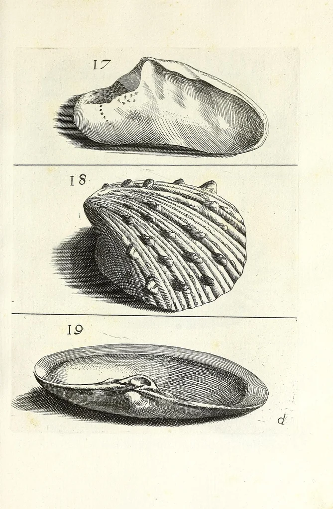 An illustration from Recreatio mentis et oculi in obseruatione animalium testaceorum curiosis naturae inspectoribus, 1684, leaf 345