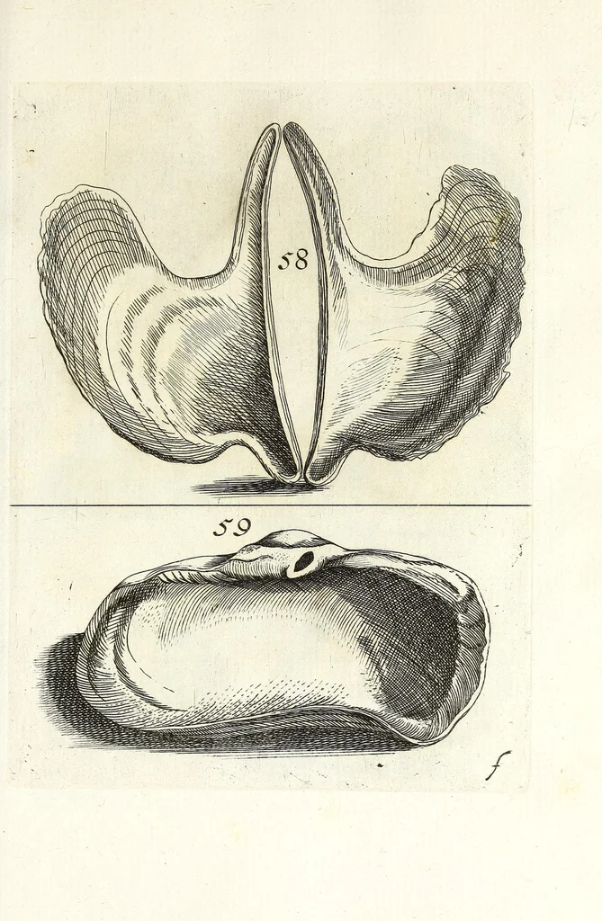 An illustration from Recreatio mentis et oculi in obseruatione animalium testaceorum curiosis naturae inspectoribus, 1684, leaf 361