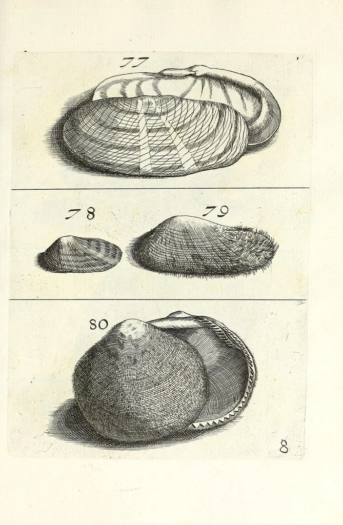 An illustration from Recreatio mentis et oculi in obseruatione animalium testaceorum curiosis naturae inspectoribus, 1684, leaf 369