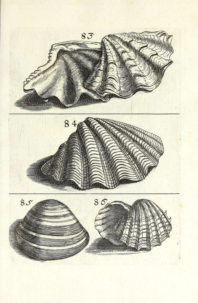 An illustration from Recreatio mentis et oculi in obseruatione animalium testaceorum curiosis naturae inspectoribus, 1684, leaf 373
