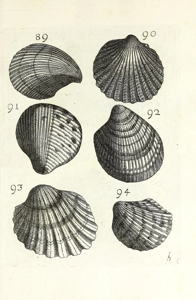An illustration from Recreatio mentis et oculi in obseruatione animalium testaceorum curiosis naturae inspectoribus, 1684, leaf 377