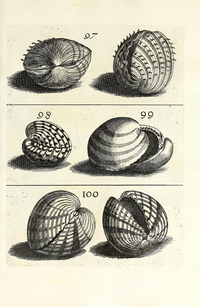 An illustration from Recreatio mentis et oculi in obseruatione animalium testaceorum curiosis naturae inspectoribus, 1684, leaf 381