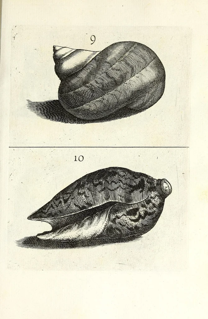 An illustration from Recreatio mentis et oculi in obseruatione animalium testaceorum curiosis naturae inspectoribus, 1684, leaf 389