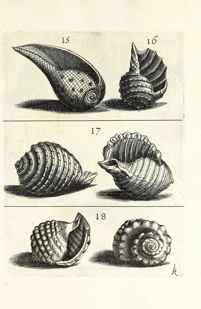 An illustration from Recreatio mentis et oculi in obseruatione animalium testaceorum curiosis naturae inspectoribus, 1684, leaf 393