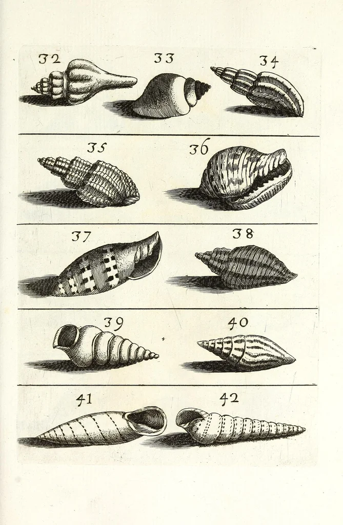 An illustration from Recreatio mentis et oculi in obseruatione animalium testaceorum curiosis naturae inspectoribus, 1684, leaf 405