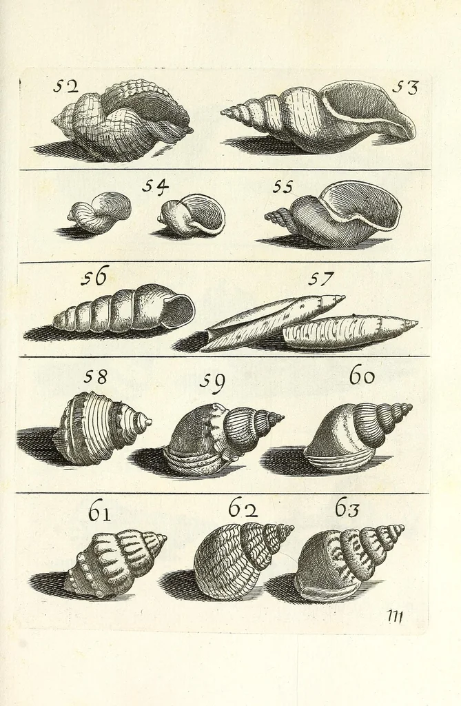 An illustration from Recreatio mentis et oculi in obseruatione animalium testaceorum curiosis naturae inspectoribus, 1684, leaf 409