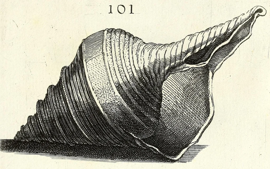 An illustration from Recreatio mentis et oculi in obseruatione animalium testaceorum curiosis naturae inspectoribus, 1684, leaf 423