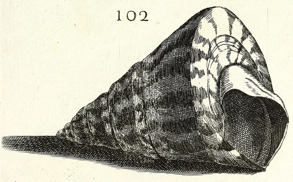 An illustration from Recreatio mentis et oculi in obseruatione animalium testaceorum curiosis naturae inspectoribus, 1684, leaf 423