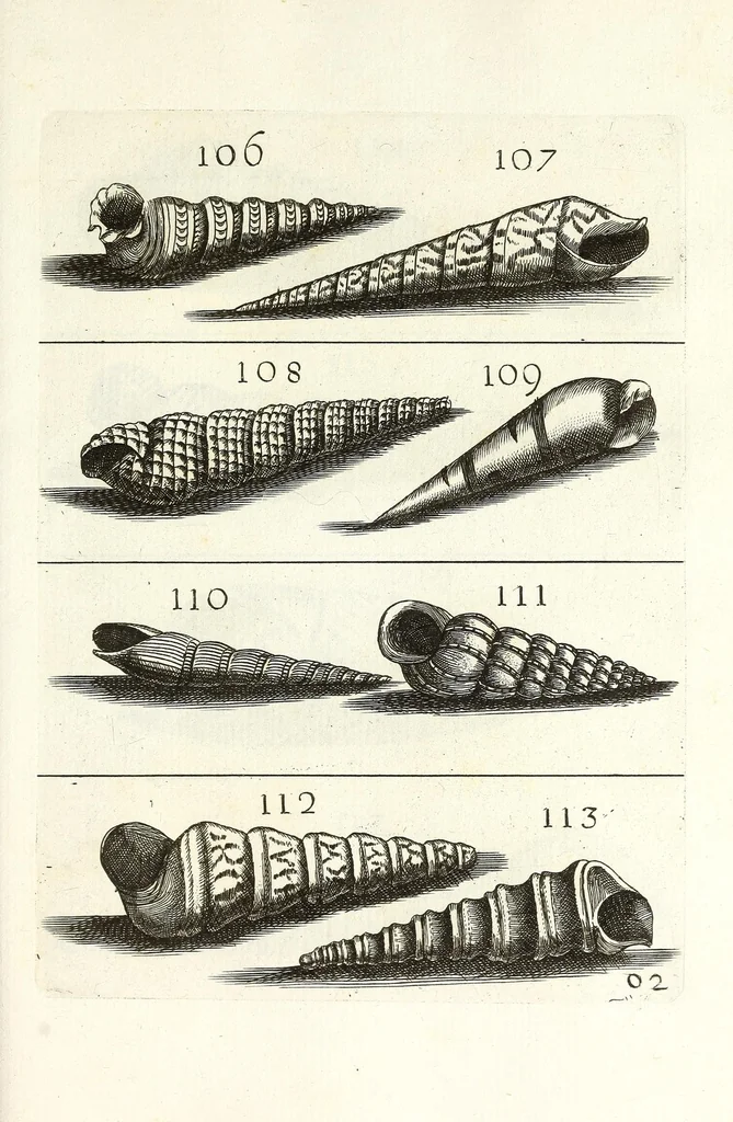 An illustration from Recreatio mentis et oculi in obseruatione animalium testaceorum curiosis naturae inspectoribus, 1684, leaf 427
