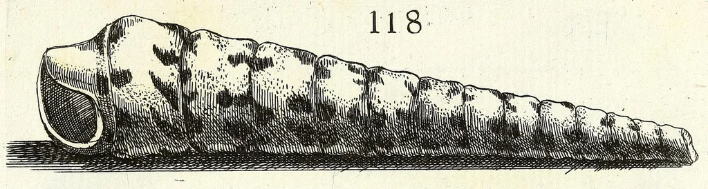 An illustration from Recreatio mentis et oculi in obseruatione animalium testaceorum curiosis naturae inspectoribus, 1684, leaf 431
