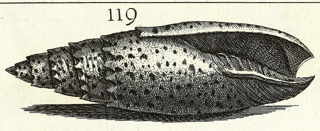 An illustration from Recreatio mentis et oculi in obseruatione animalium testaceorum curiosis naturae inspectoribus, 1684, leaf 431