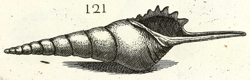 An illustration from Recreatio mentis et oculi in obseruatione animalium testaceorum curiosis naturae inspectoribus, 1684, leaf 431