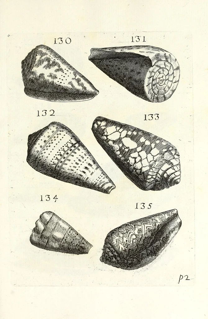 An illustration from Recreatio mentis et oculi in obseruatione animalium testaceorum curiosis naturae inspectoribus, 1684, leaf 435