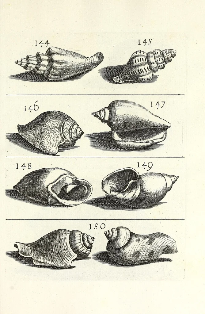 An illustration from Recreatio mentis et oculi in obseruatione animalium testaceorum curiosis naturae inspectoribus, 1684, leaf 439