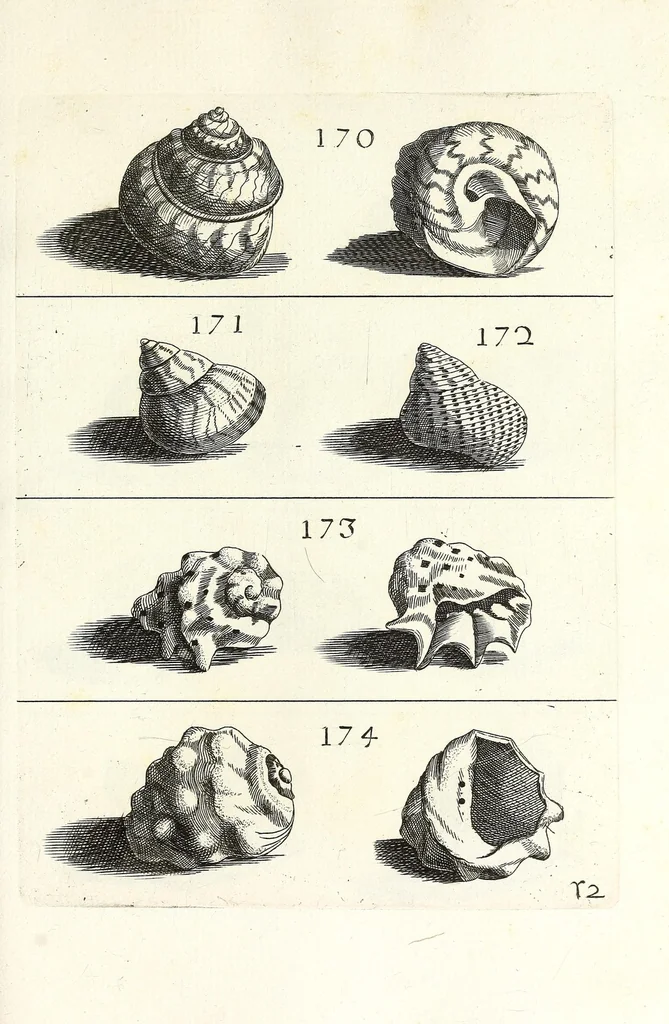 An illustration from Recreatio mentis et oculi in obseruatione animalium testaceorum curiosis naturae inspectoribus, 1684, leaf 451