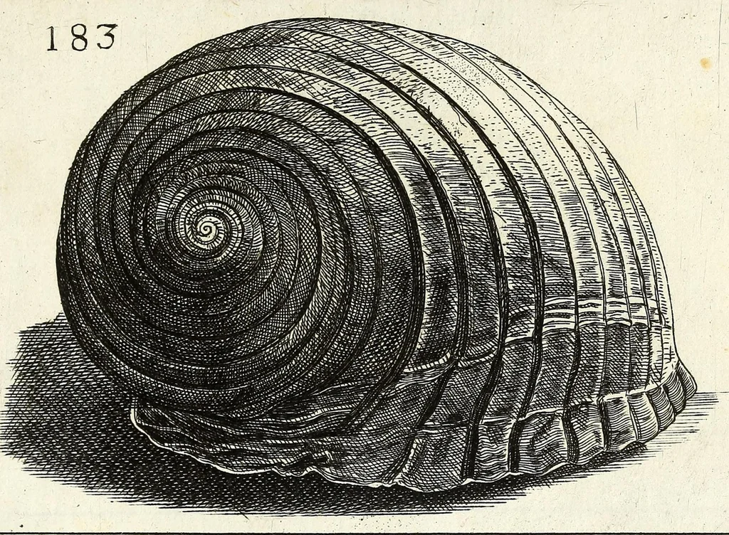 An illustration from Recreatio mentis et oculi in obseruatione animalium testaceorum curiosis naturae inspectoribus, 1684, leaf 455