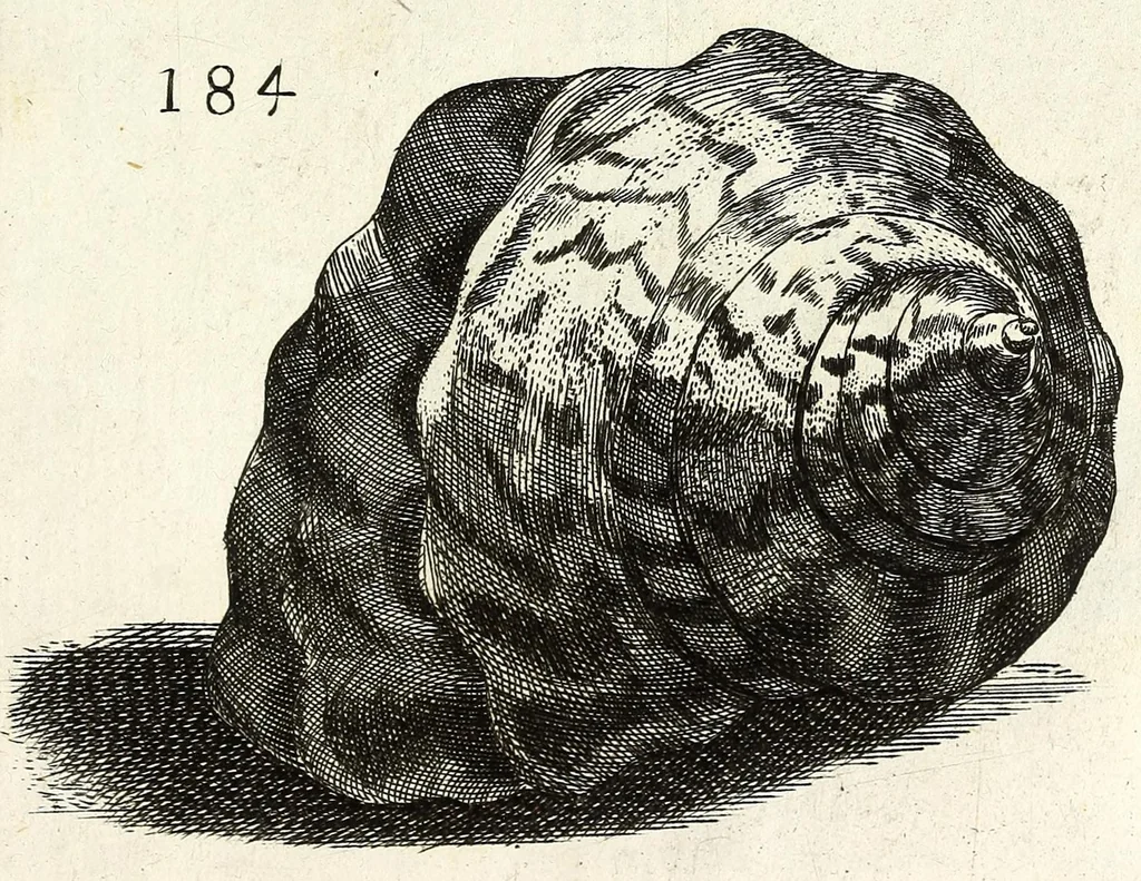 An illustration from Recreatio mentis et oculi in obseruatione animalium testaceorum curiosis naturae inspectoribus, 1684, leaf 455