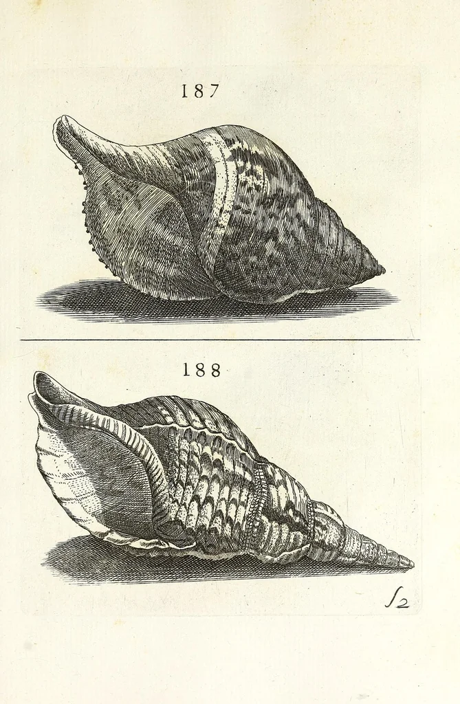 An illustration from Recreatio mentis et oculi in obseruatione animalium testaceorum curiosis naturae inspectoribus, 1684, leaf 459