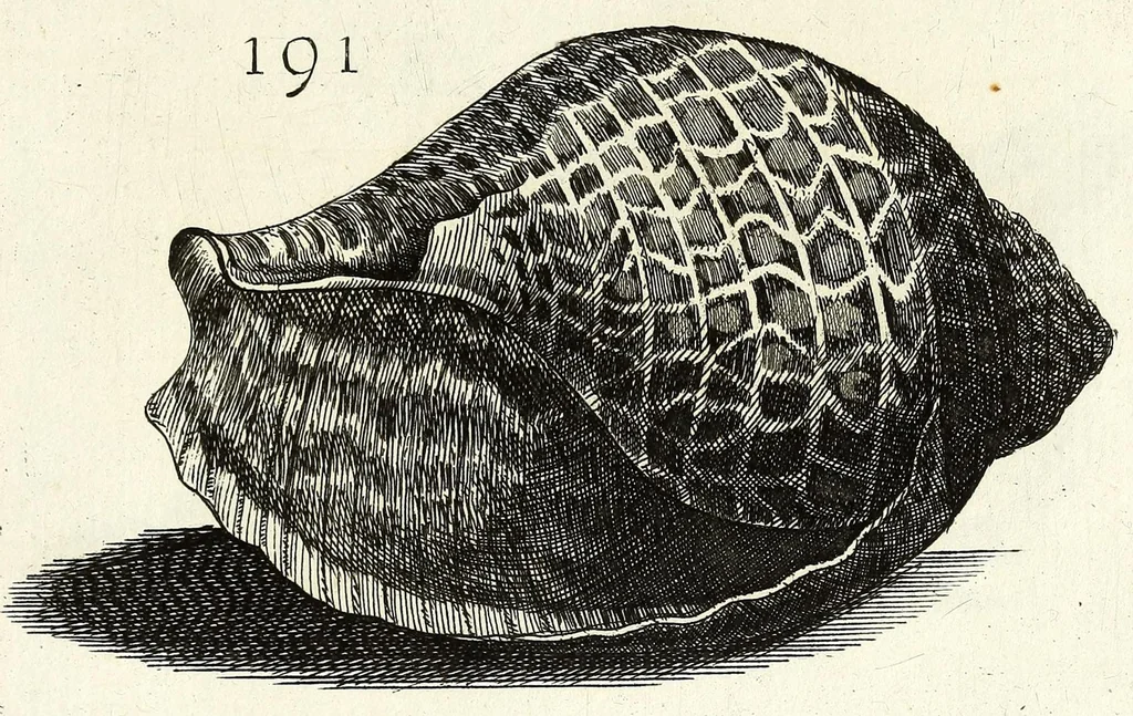 An illustration from Recreatio mentis et oculi in obseruatione animalium testaceorum curiosis naturae inspectoribus, 1684, leaf 463