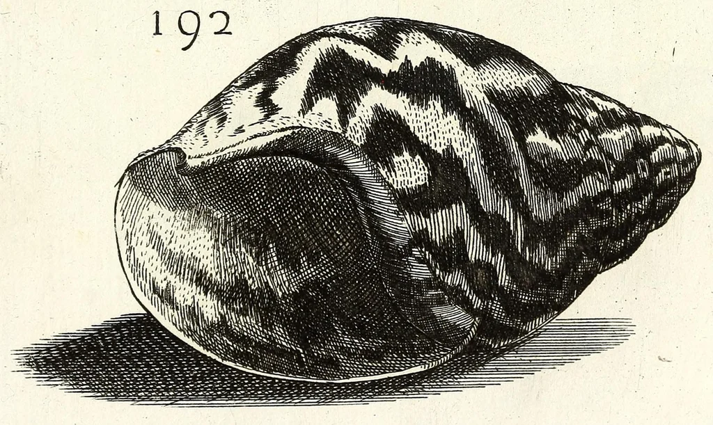 An illustration from Recreatio mentis et oculi in obseruatione animalium testaceorum curiosis naturae inspectoribus, 1684, leaf 463