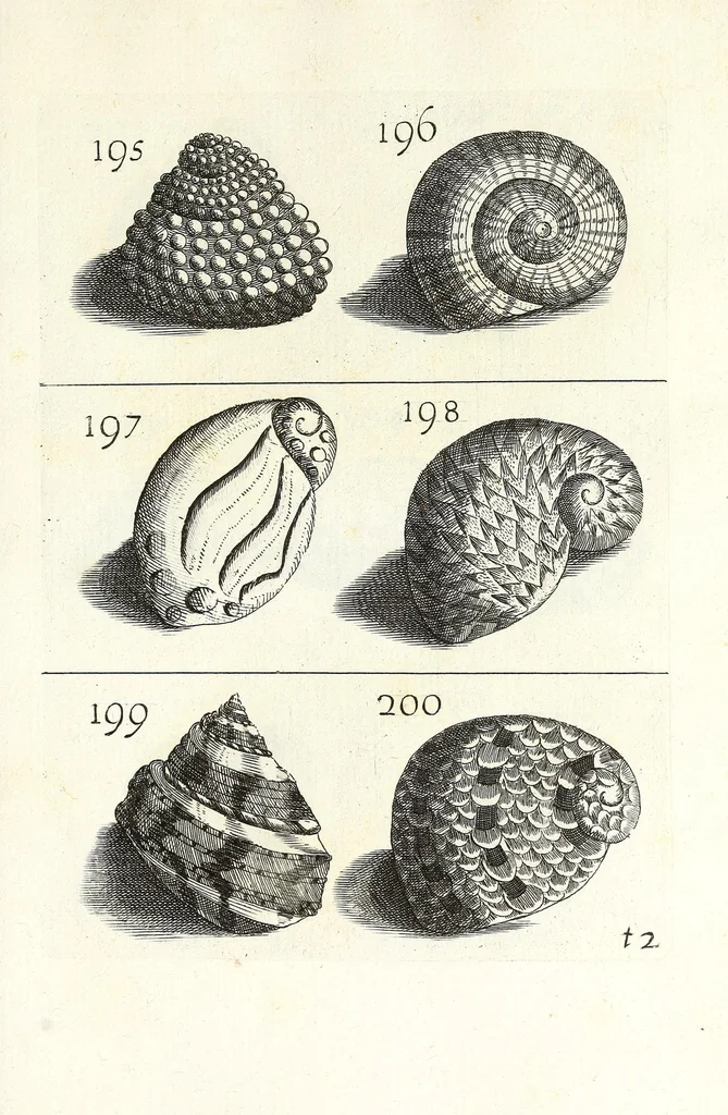 An illustration from Recreatio mentis et oculi in obseruatione animalium testaceorum curiosis naturae inspectoribus, 1684, leaf 467