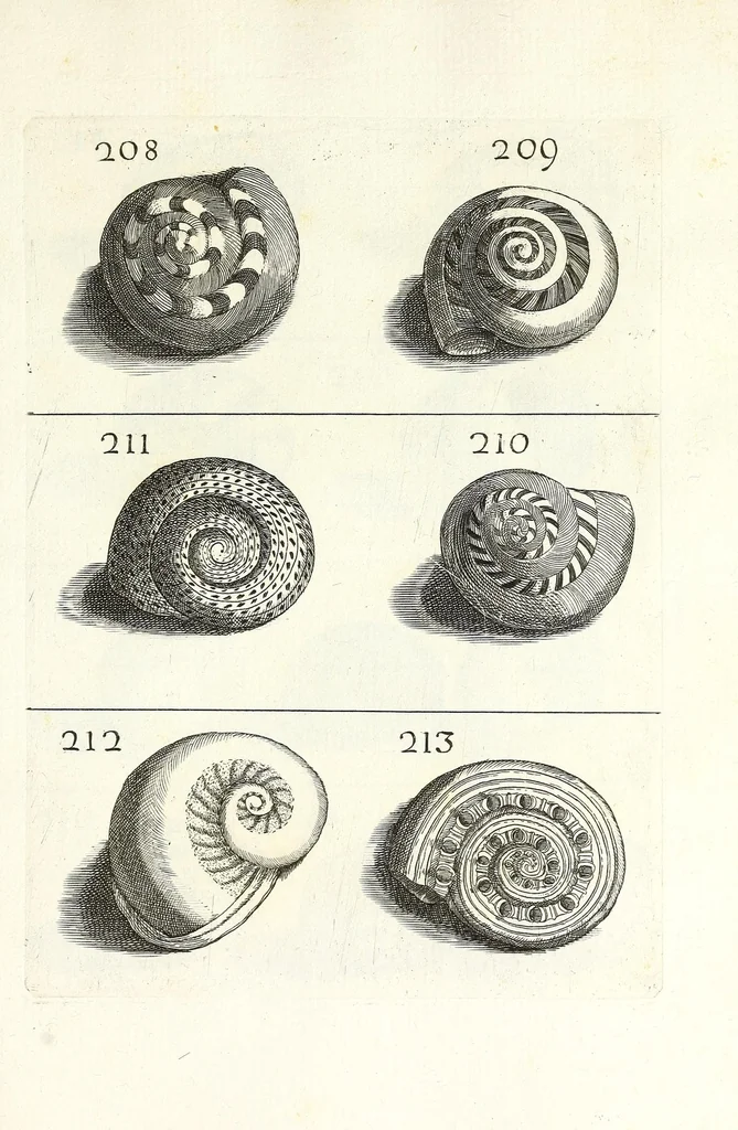 An illustration from Recreatio mentis et oculi in obseruatione animalium testaceorum curiosis naturae inspectoribus, 1684, leaf 471